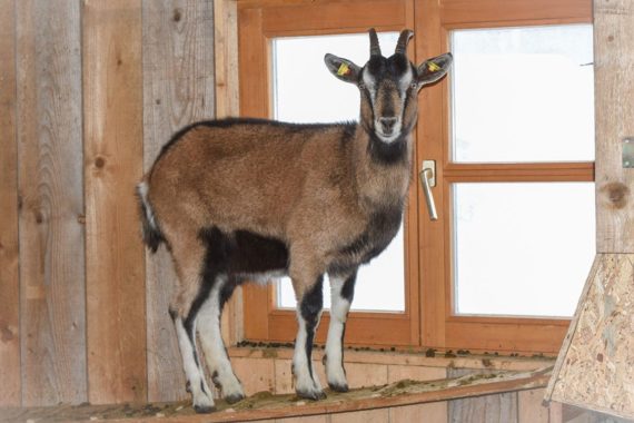 Streicheltiere - Bauernhofurlaub im Salzburger Land