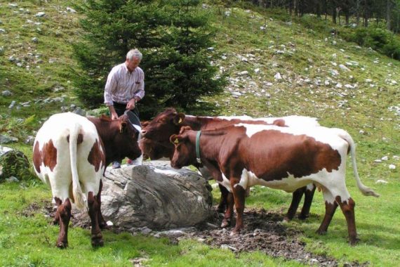 Hofeigene Alm - Ellmaubauer in Forstau