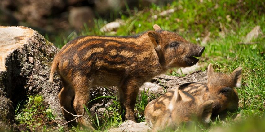 Zoos & Wildparks - Ausflugsziele im Salzburger Land